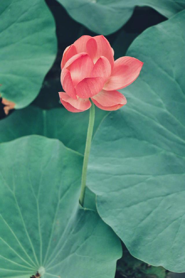 生活中特別經典句子,字字千金,富含哲理