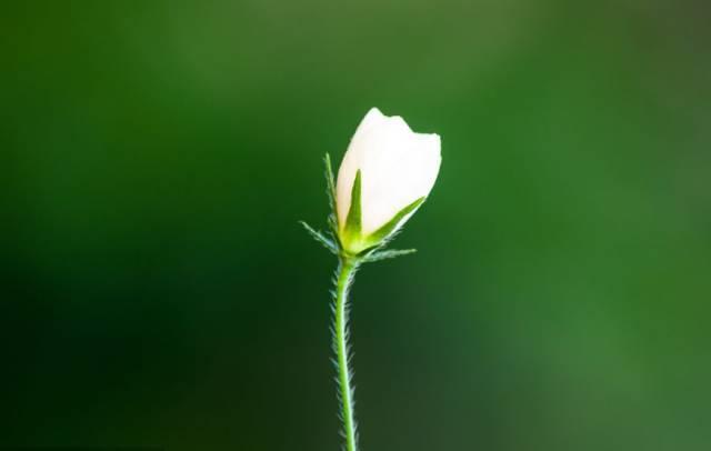 茉莉花開香滿枝——宛若茉莉