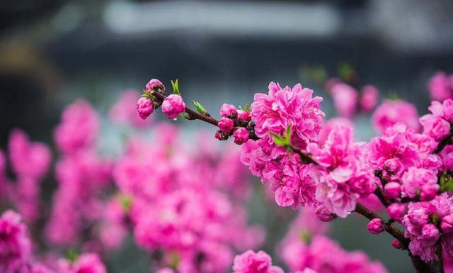 心念如花，靜靜開放