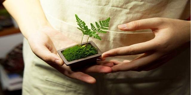 最矛盾的混合體，最低等的高級植物——苔蘚