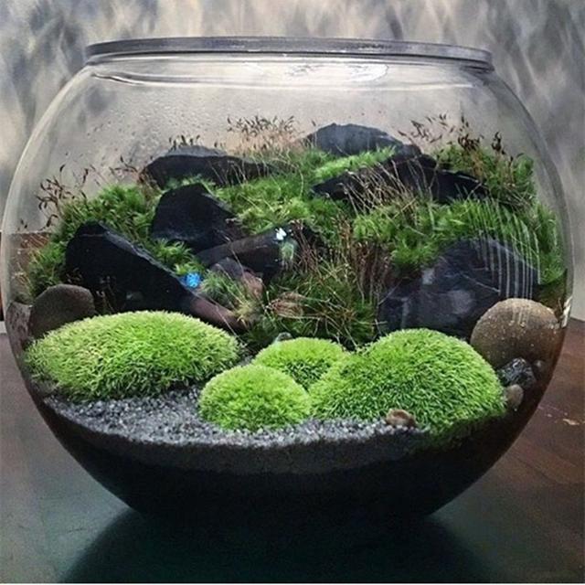 最矛盾的混合體，最低等的高級植物——苔蘚