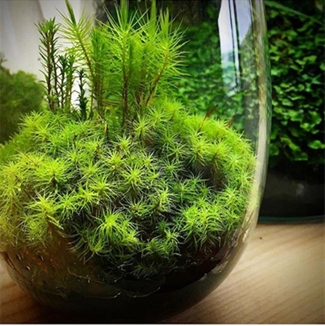 最矛盾的混合體，最低等的高級植物——苔蘚
