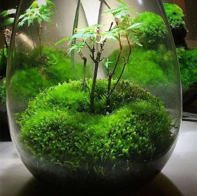 最矛盾的混合體，最低等的高級植物——苔蘚