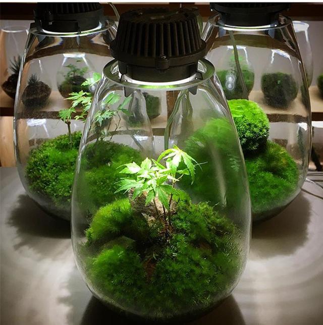 最矛盾的混合體，最低等的高級植物——苔蘚