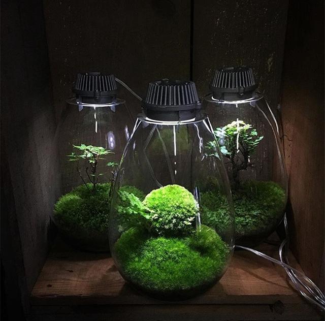 最矛盾的混合體，最低等的高級植物——苔蘚