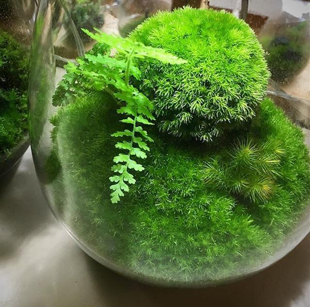 最矛盾的混合體，最低等的高級植物——苔蘚