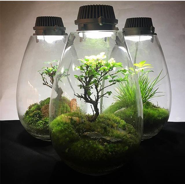 最矛盾的混合體，最低等的高級植物——苔蘚