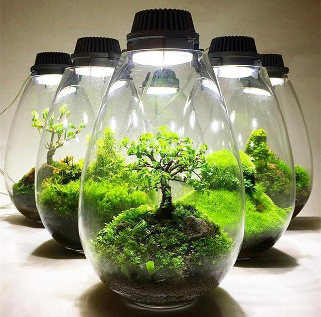 最矛盾的混合體，最低等的高級植物——苔蘚