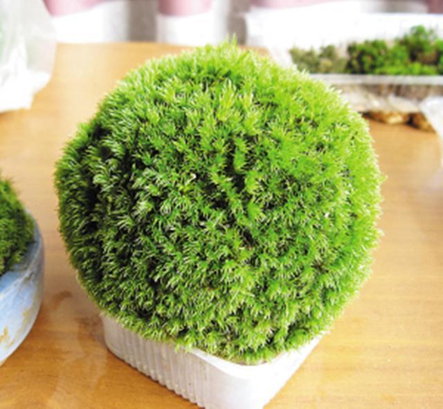 最矛盾的混合體，最低等的高級植物——苔蘚
