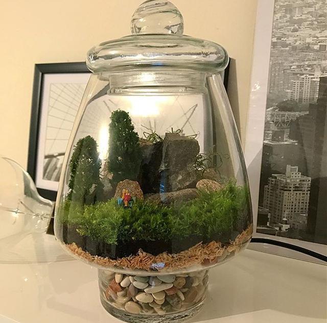 最矛盾的混合體，最低等的高級植物——苔蘚
