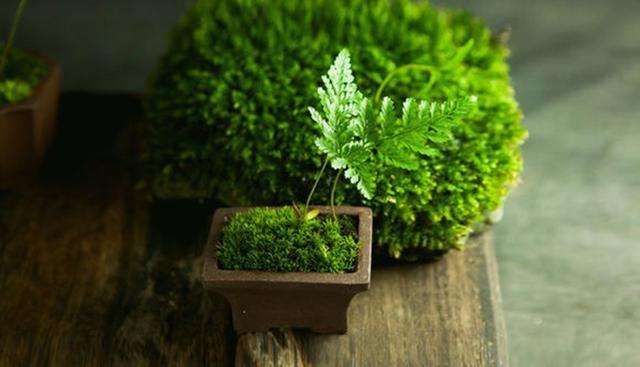 最矛盾的混合體，最低等的高級植物——苔蘚