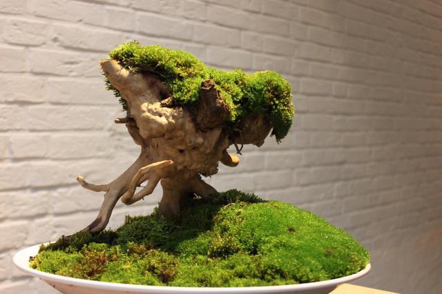 論水的重要性！ 盆景放苔蘚該怎麼澆水？