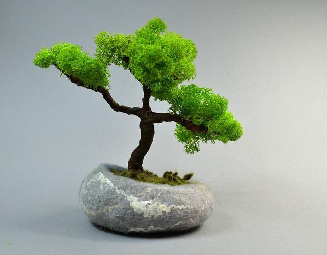 論水的重要性！ 盆景放苔蘚該怎麼澆水？