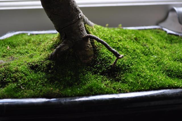 論水的重要性！ 盆景放苔蘚該怎麼澆水？