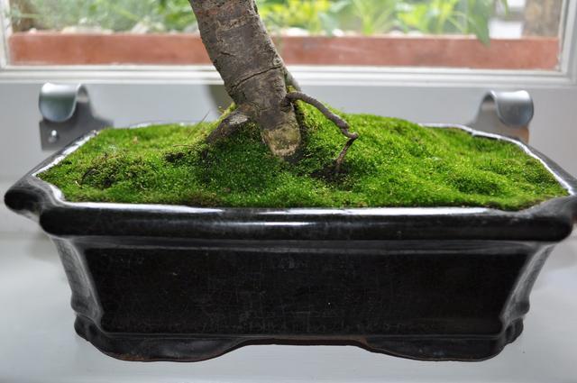 論水的重要性！ 盆景放苔蘚該怎麼澆水？