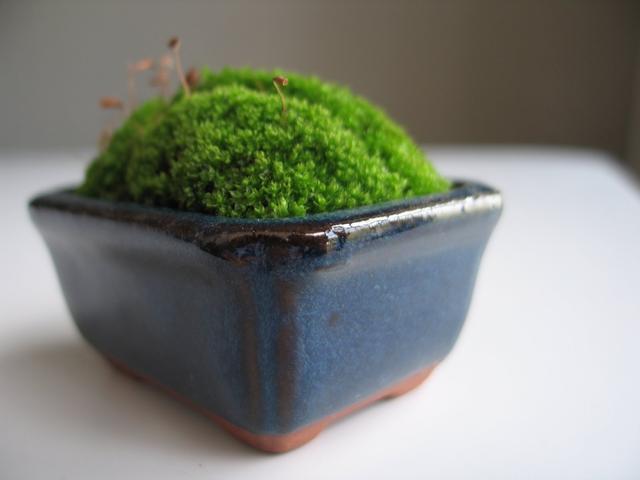 論水的重要性！ 盆景放苔蘚該怎麼澆水？