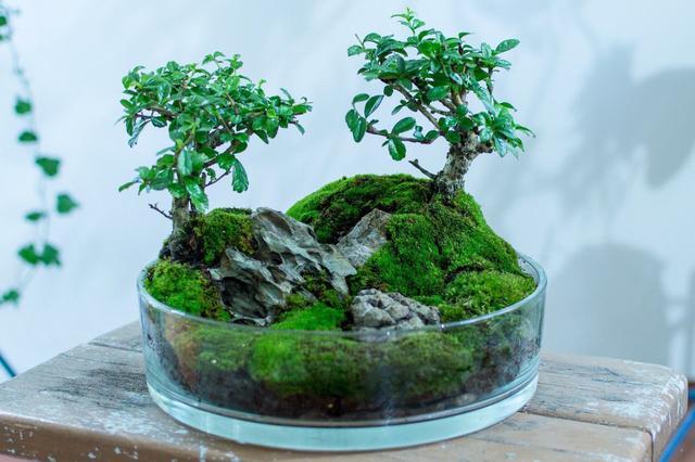 論水的重要性！ 盆景放苔蘚該怎麼澆水？