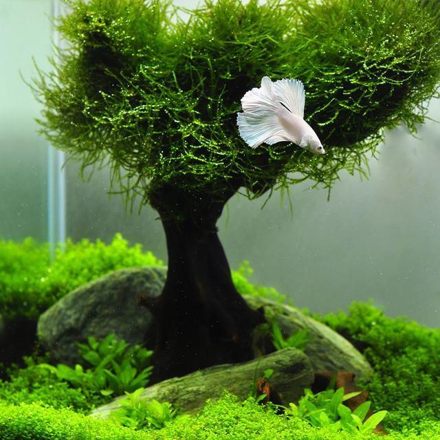 論水的重要性！ 盆景放苔蘚該怎麼澆水？