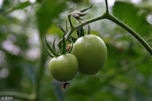 醫生忠告：這6種菜千萬別買，吃了對身體禍害無窮！