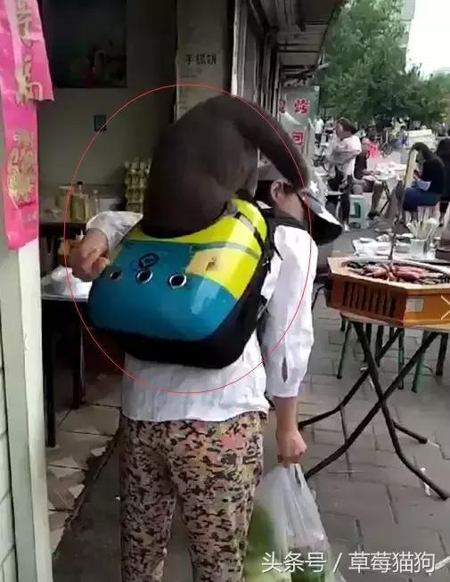 街上看見有人遛貓，貓咪還知道自己鑽進背包，太可愛了