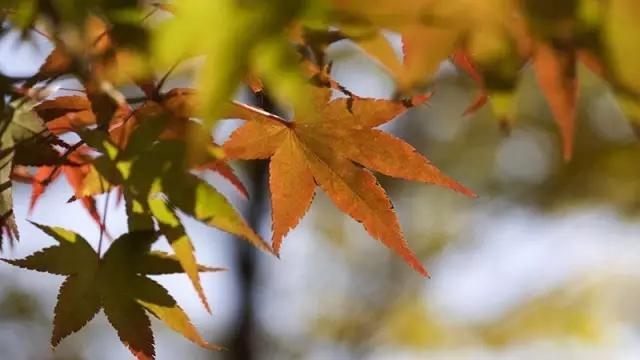 今日立秋
