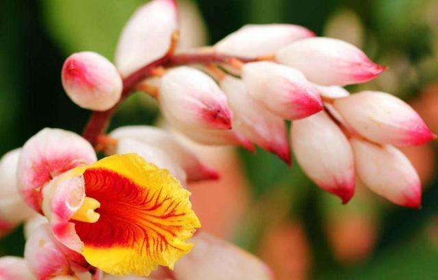 做人要懂留一手，莫將青春餵了狗