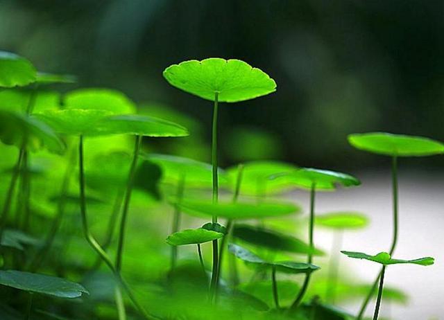 天狂有雨，人狂有禍，做人低調沒有錯