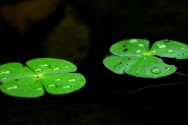 做人沒有根，到哪裡都是無家可歸