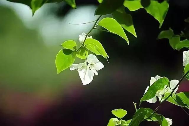 唯有簡淨，方得從容
