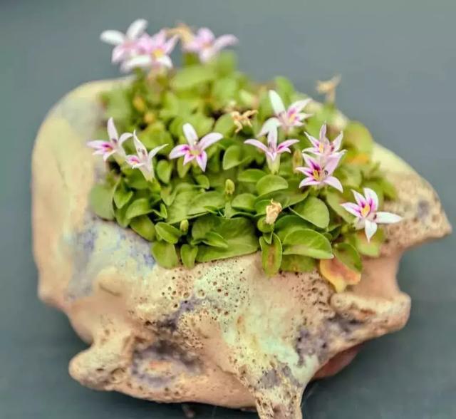 野草盆景也很美