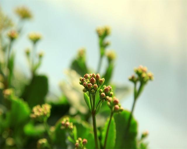長壽花隻長葉子不開花怎麼辦，是什麼原因導致的？