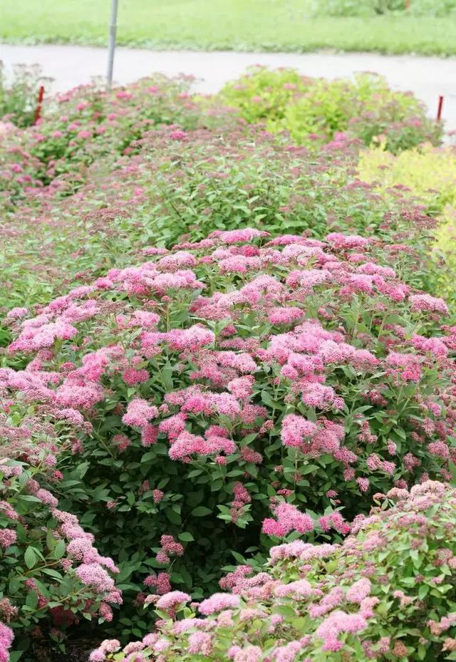 這些植物，讓冬日庭院更絢爛