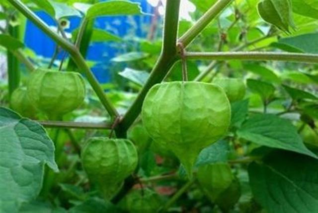 農村這30多種野草野菜 有的讓人厭惡至極 有的卻是餐桌極品articlelike