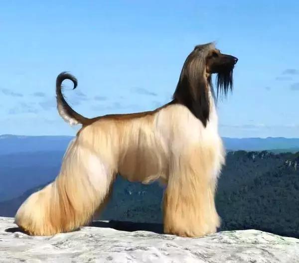 這麼拉風的阿富汗獵犬，就該被禁養