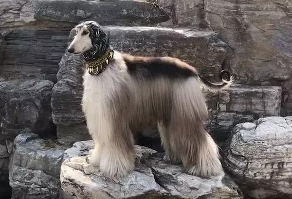 這麼拉風的阿富汗獵犬，就該被禁養