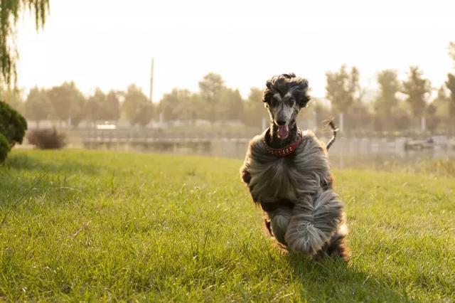 這麼拉風的阿富汗獵犬，就該被禁養