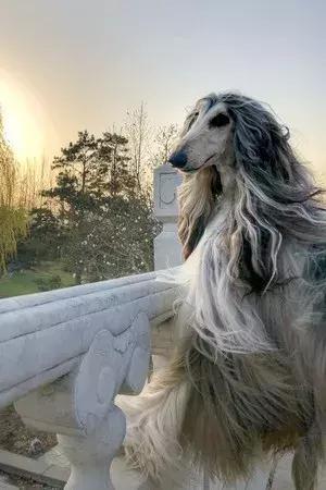 這麼拉風的阿富汗獵犬，就該被禁養