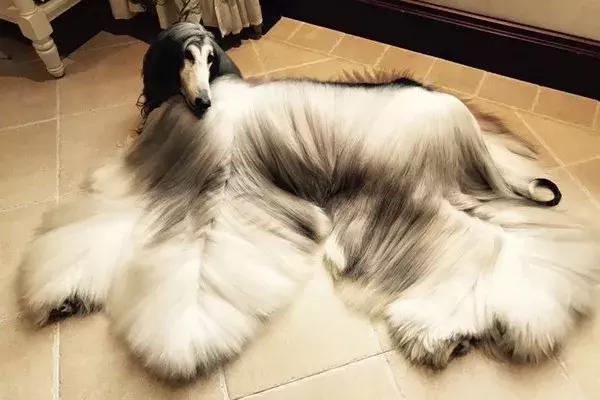 這麼拉風的阿富汗獵犬，就該被禁養