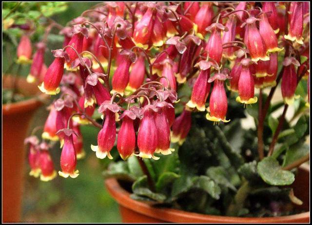 枝頭掛滿“紅燈籠”，長壽花選“宮燈”長壽花！ 樣子美了一大截！