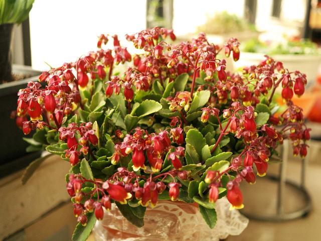 枝頭掛滿“紅燈籠”，長壽花選“宮燈”長壽花！ 樣子美了一大截！