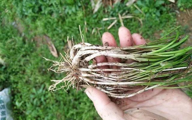 6種營養野菜，趁著春天挖一點，還能泡水噹茶喝！