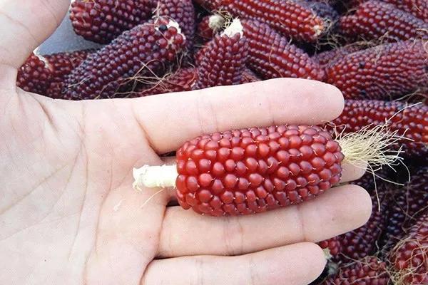 長得像草莓，你竟然告訴我它是玉米？