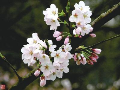 春天來了，桃花、杏花、櫻花、梨花……你是否也“傻傻分不清”
