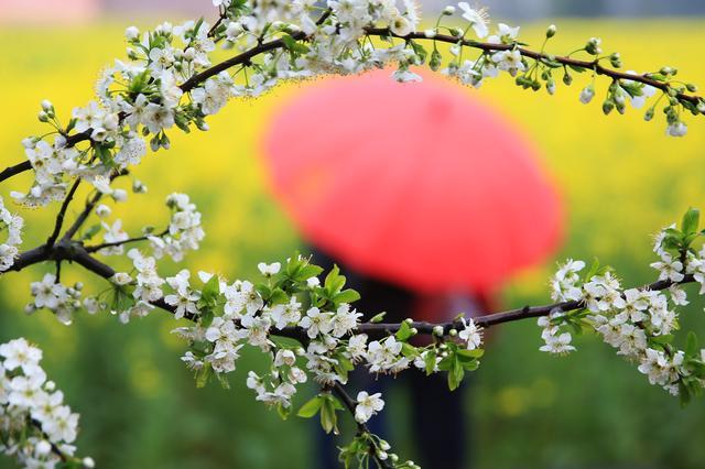 雨潤春花