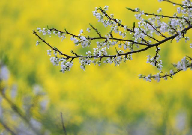 雨潤春花