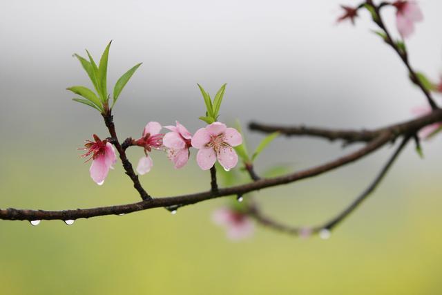 雨潤春花