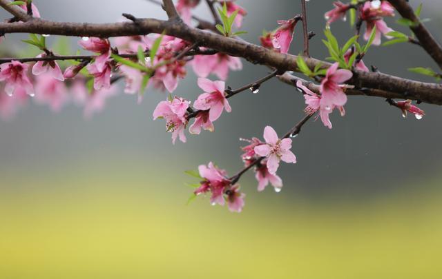 雨潤春花