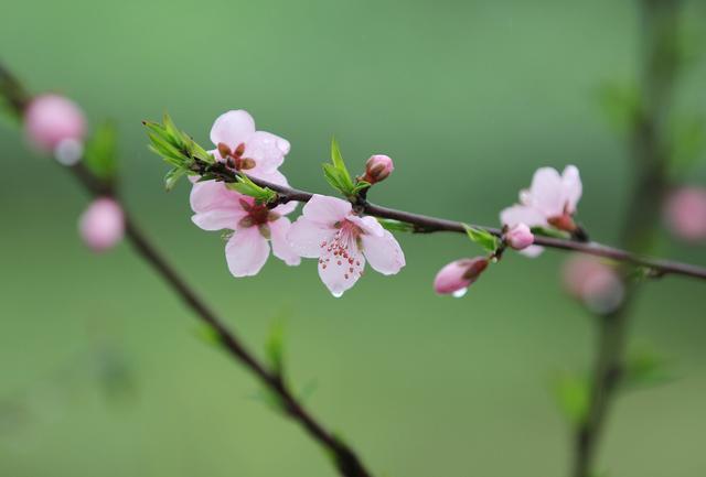 雨潤春花