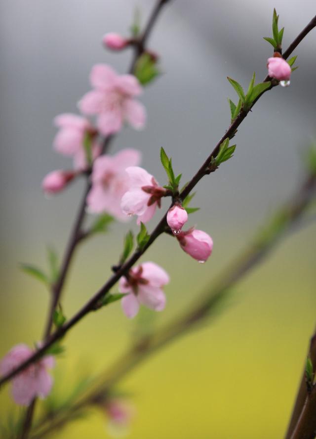 雨潤春花