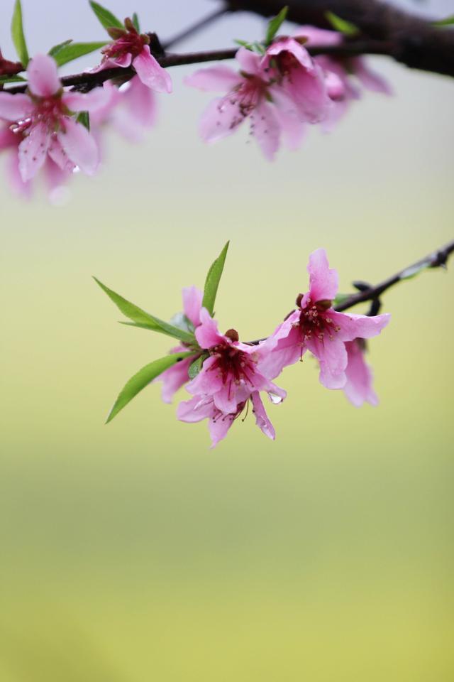 雨潤春花